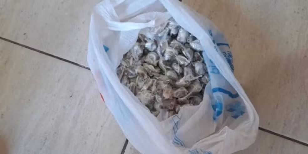 Porções de cocaína e maconha, avaliadas em R$ 60 mil, são apreendidas no Maranhão