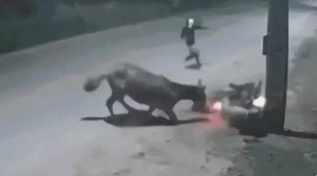 Cavalo solto na pista provoca queda de motociclista e acaba facilitando assalto em Imperatriz