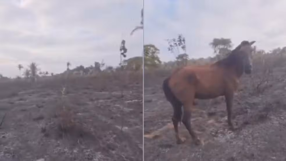 Incêndio em Sítio Novo mata 5 animais e deixa cavalo com queimaduras